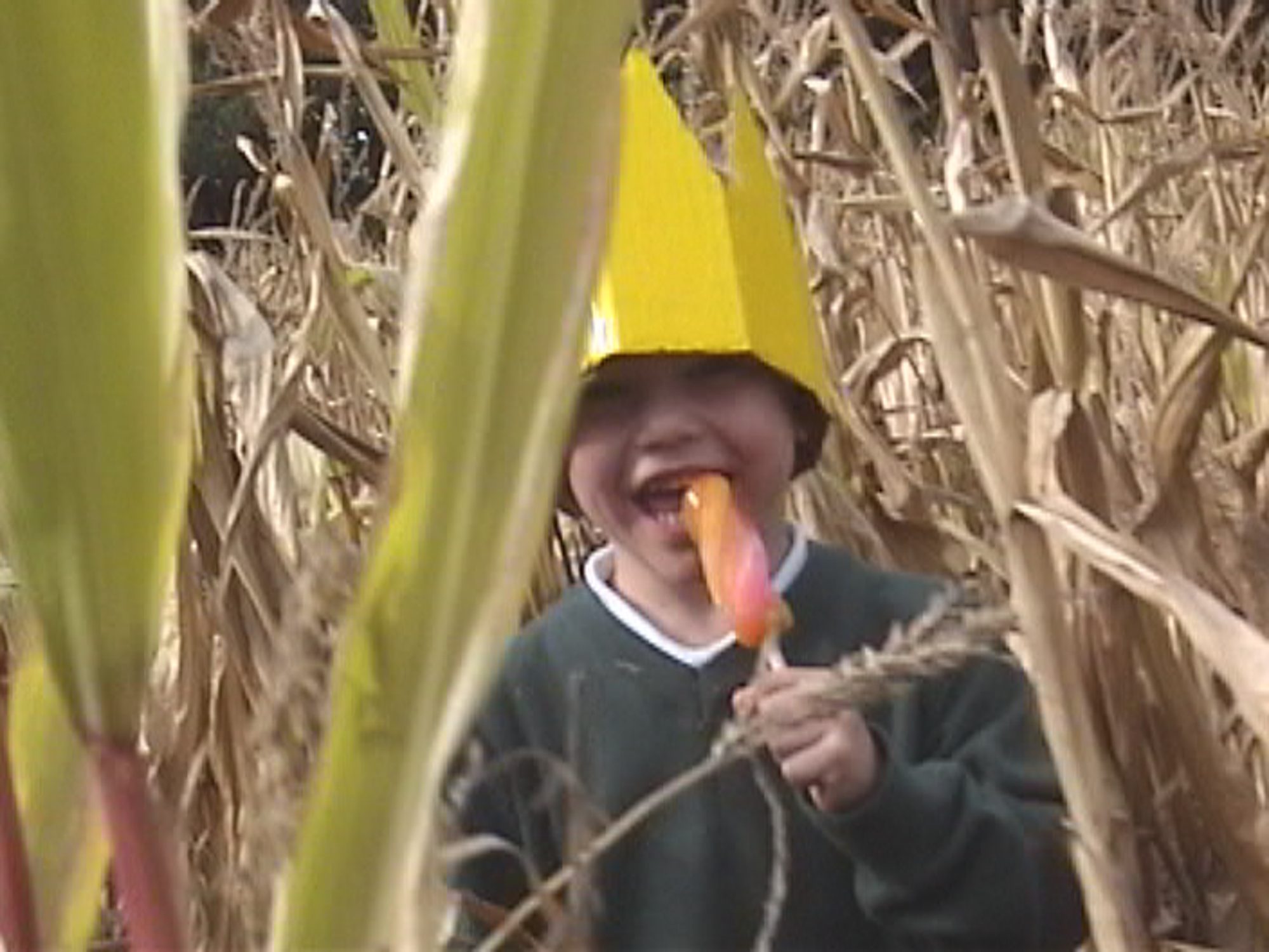 A child in a paper crown eats an ice lolly among dry corn stalks